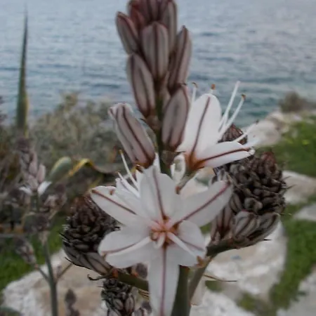 Art Holiday home Chora (Ios)
